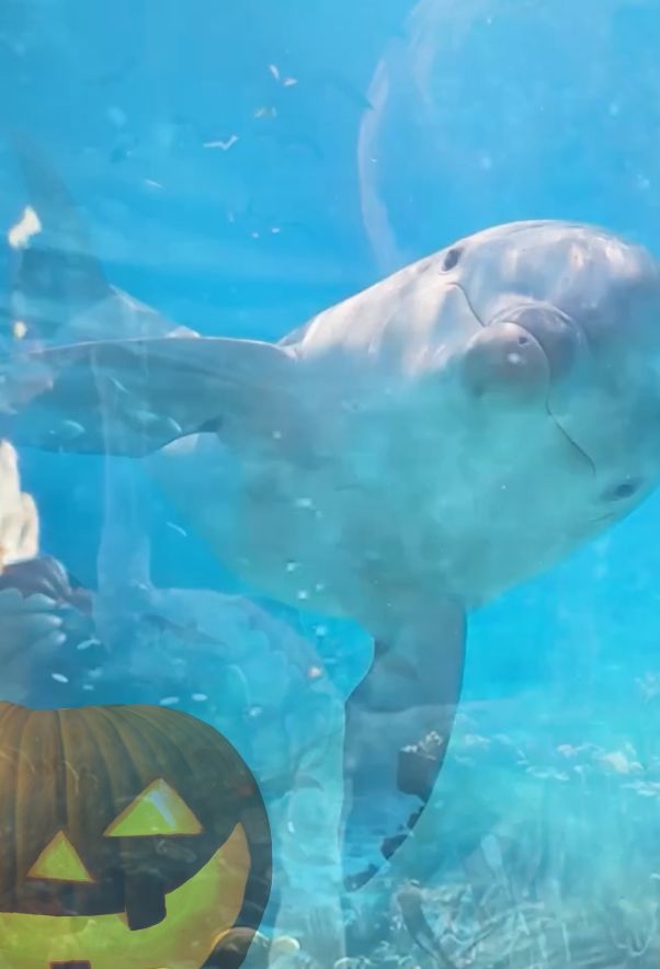 Marineland d'Antibes - le plus grand zoo marin d'Europe