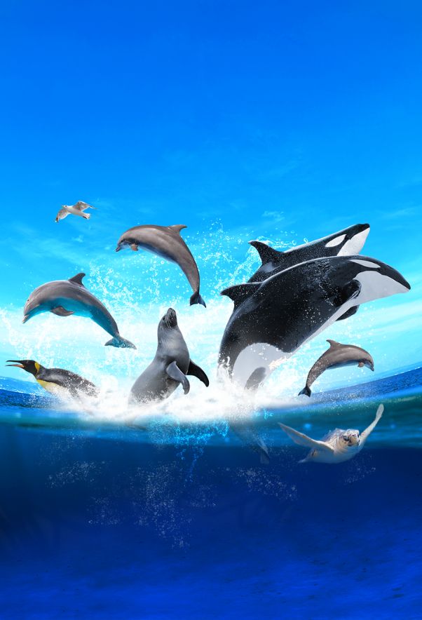 Marineland d'Antibes - le plus grand zoo marin d'Europe