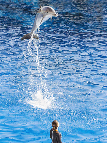 marineland fr rencontre avec les animaux dauphins